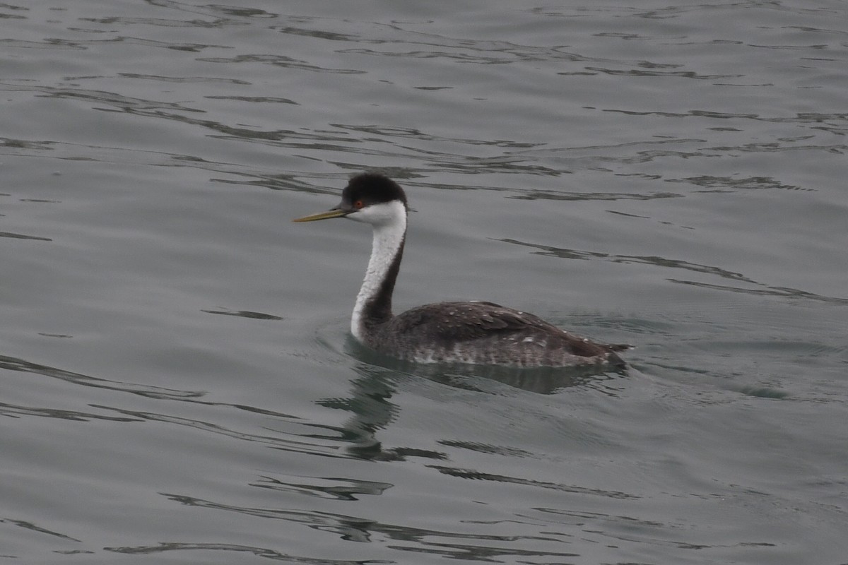 Renntaucher - ML646948558