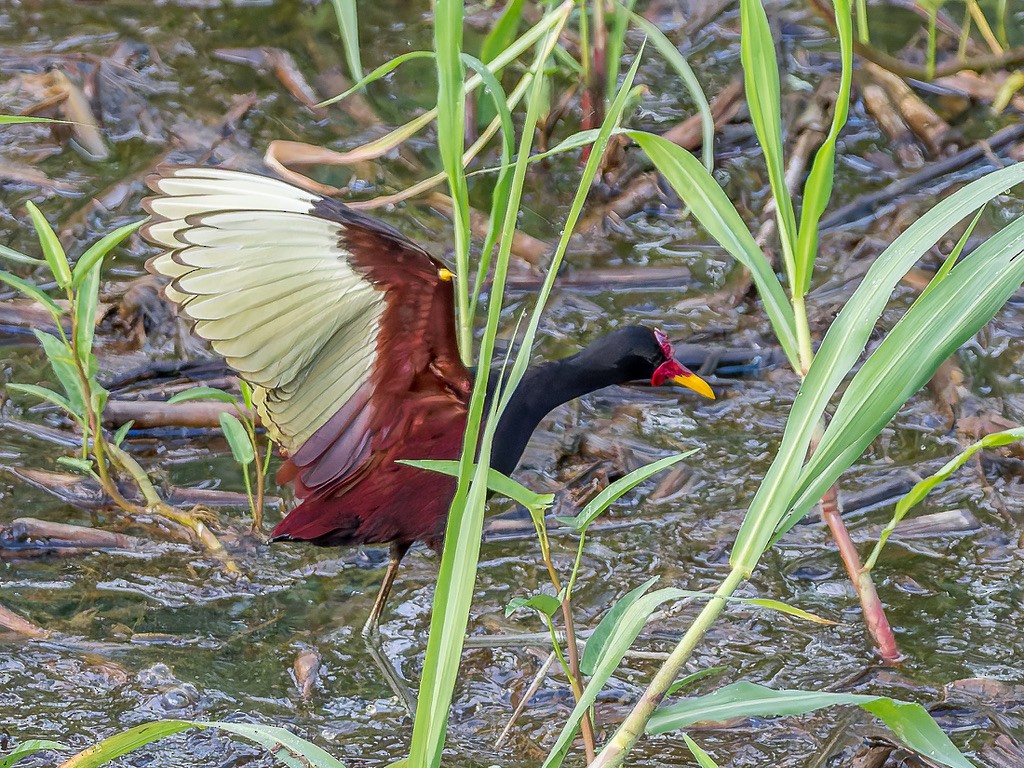 Rotstirn-Blatthühnchen - ML646948559