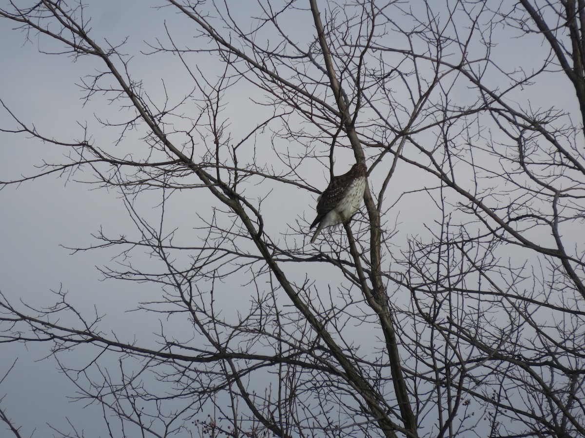 Rotschwanzbussard - ML646948560