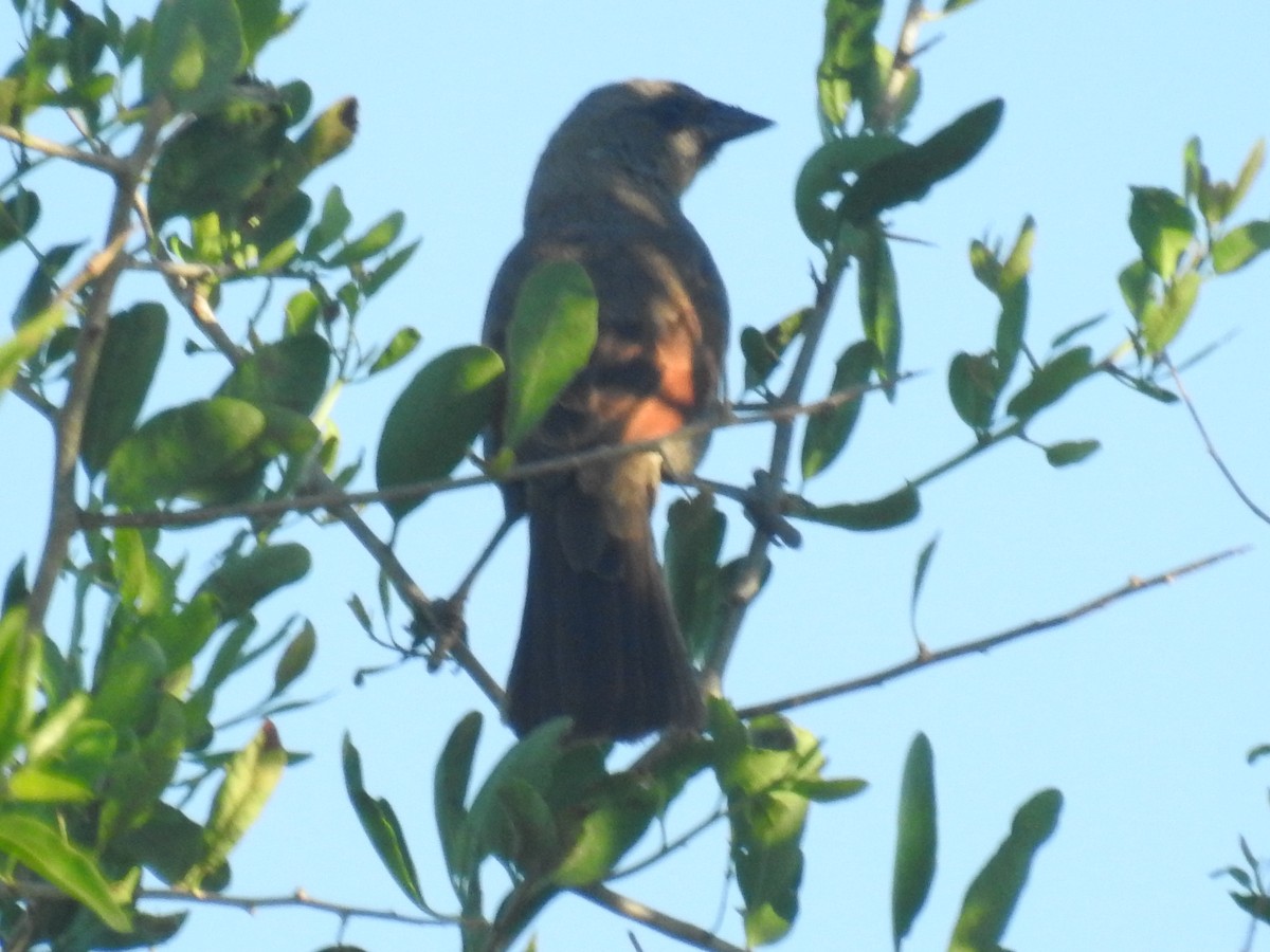 Graustärling - ML646948561