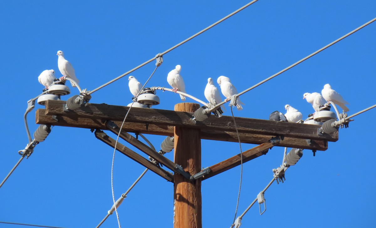 Felsentaube (Straßentaube) - ML646948562