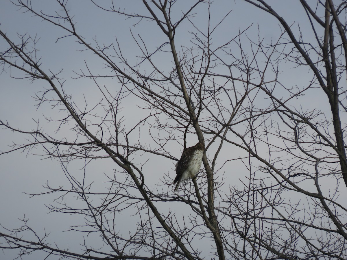 Rotschwanzbussard - ML646948563