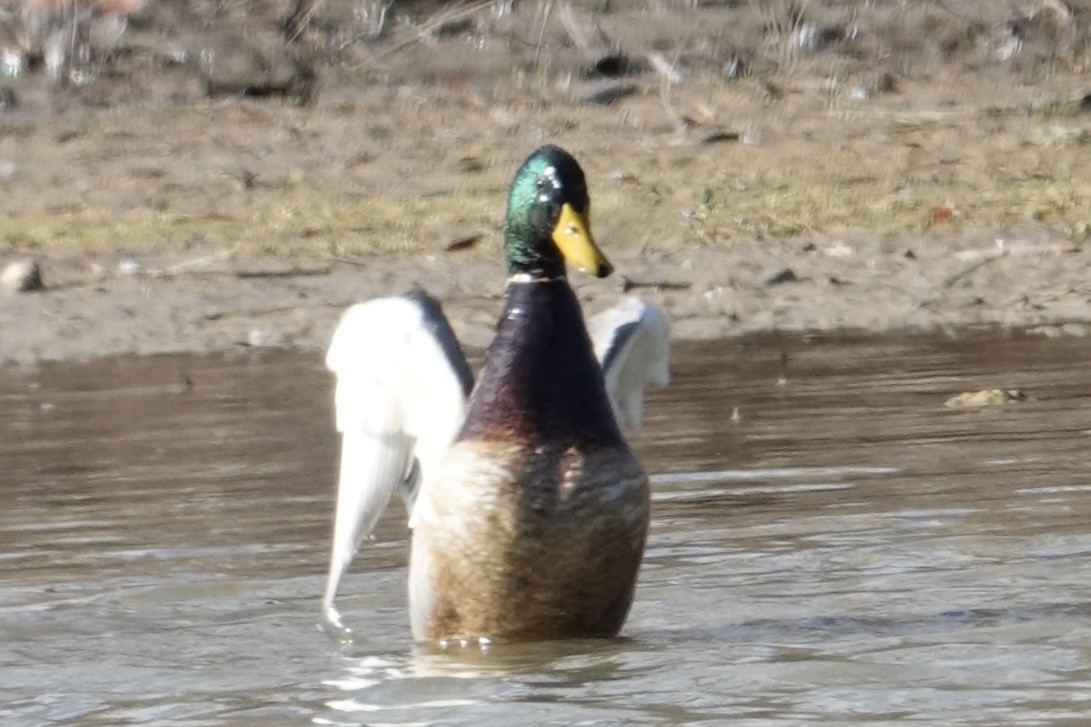 Stockente - ML646948564