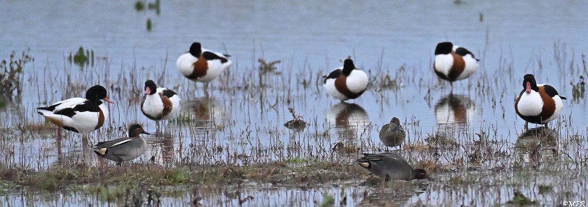 Brandgans - ML646948565