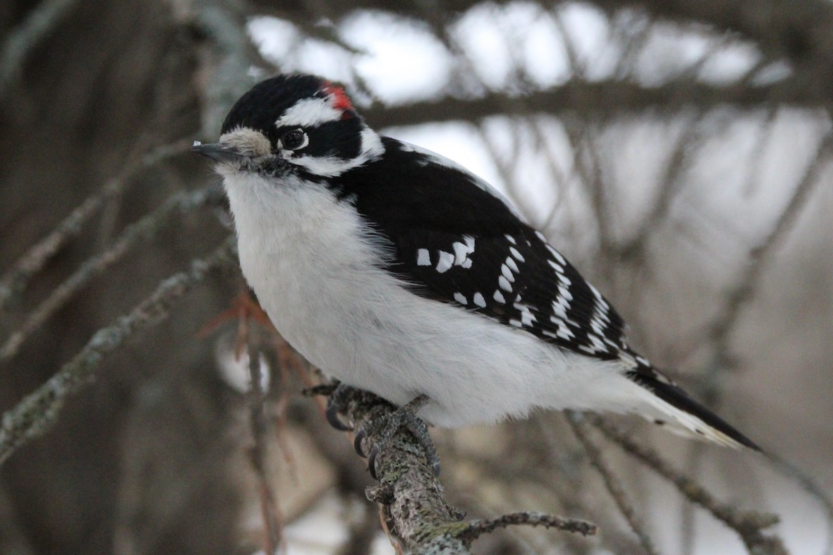 Downy Woodpecker - ML646948566
