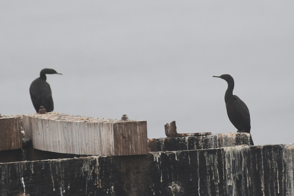 Баклан берингійський - ML646948567