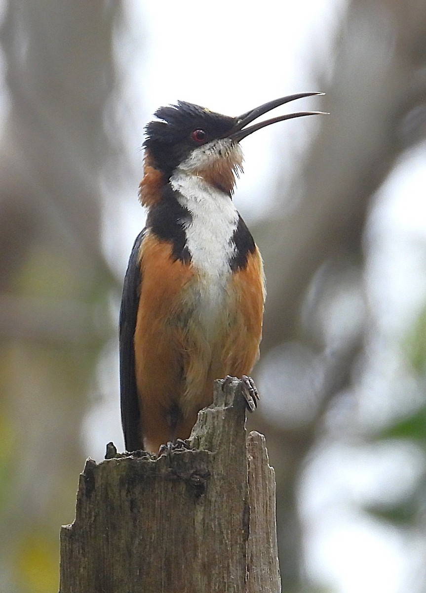 Eastern Spinebill - ML646948573