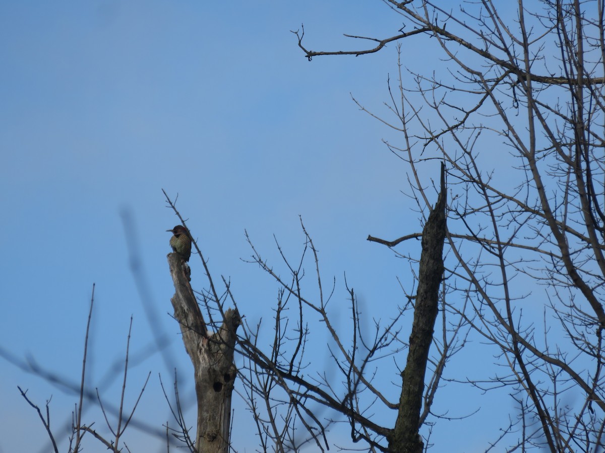 Northern Flicker - ML646948585