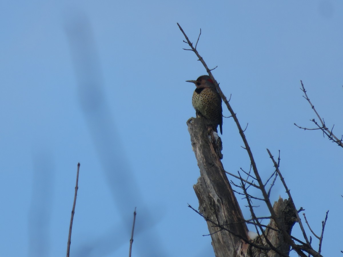 Northern Flicker - ML646948586