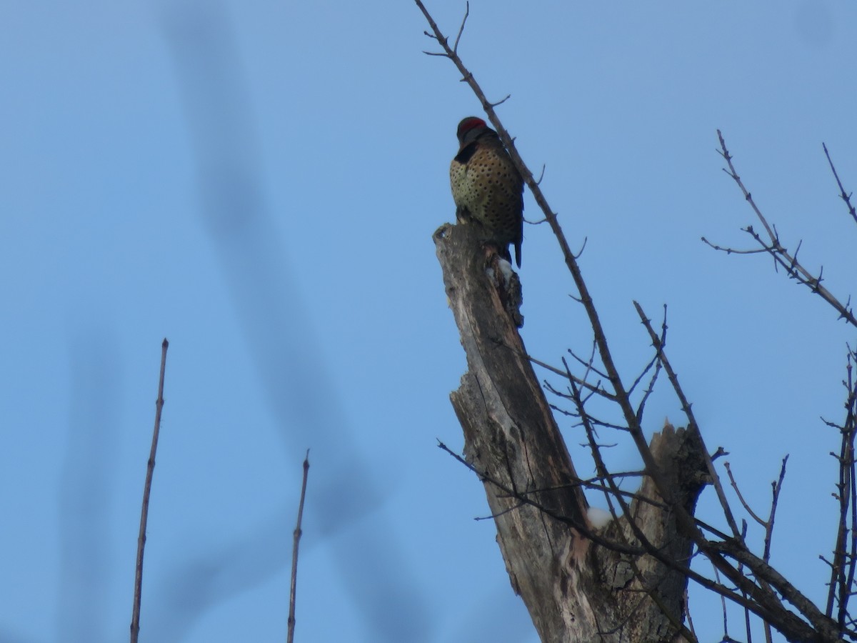Northern Flicker - ML646948587