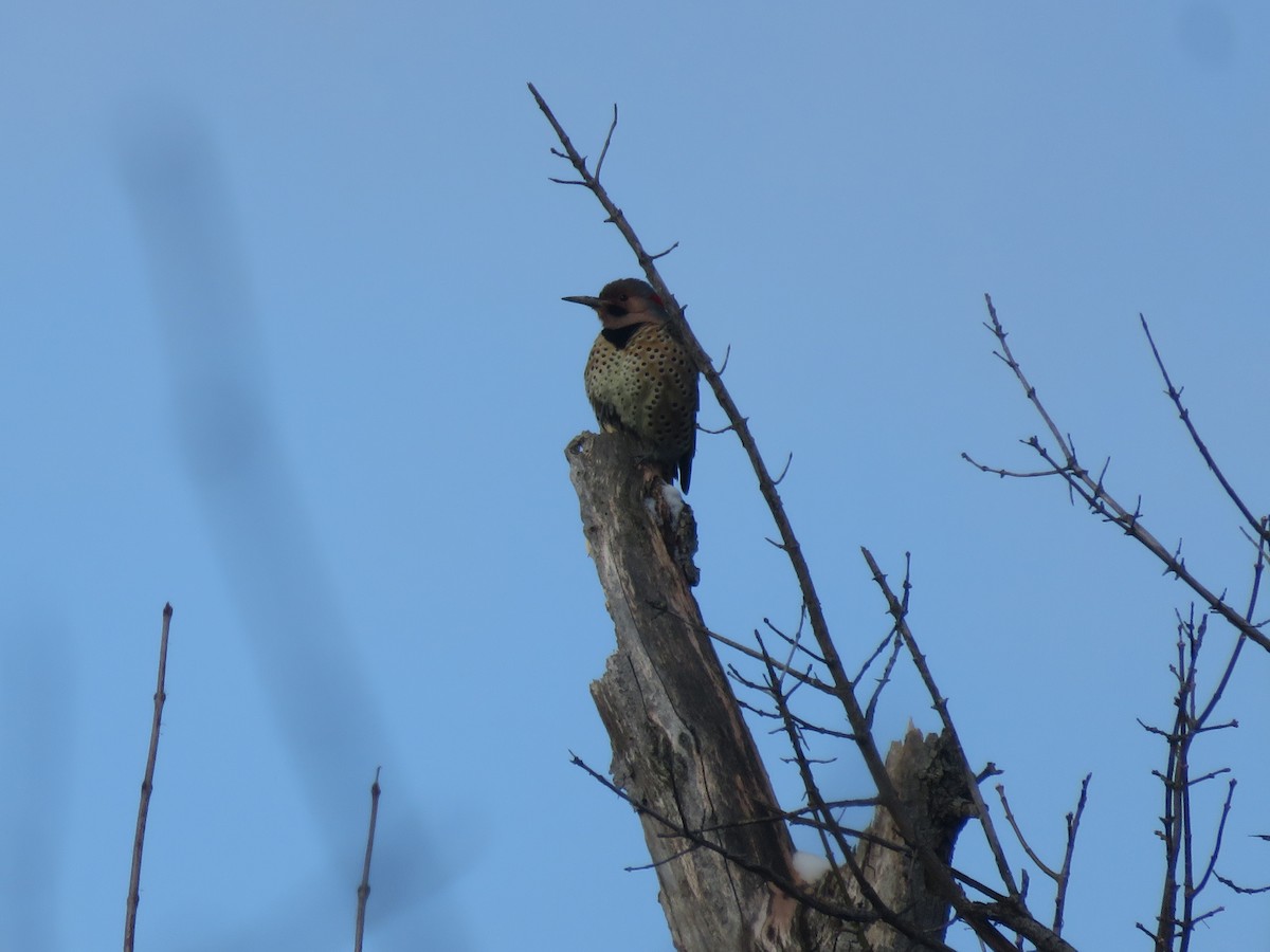 Northern Flicker - ML646948588