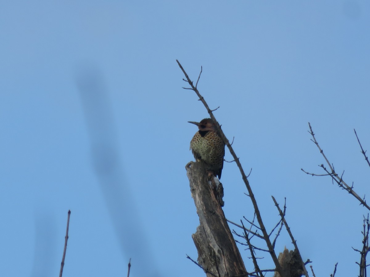 Northern Flicker - ML646948589