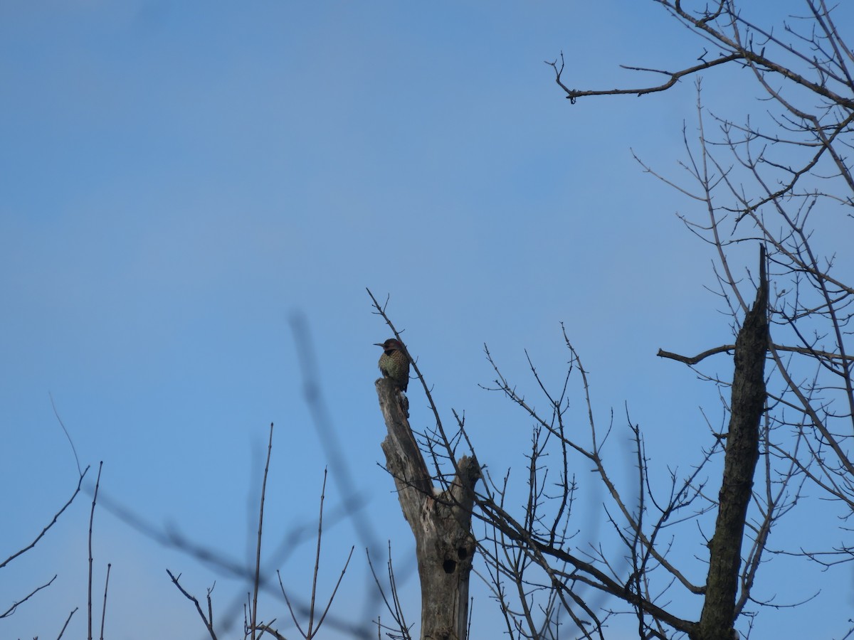Northern Flicker - ML646948590