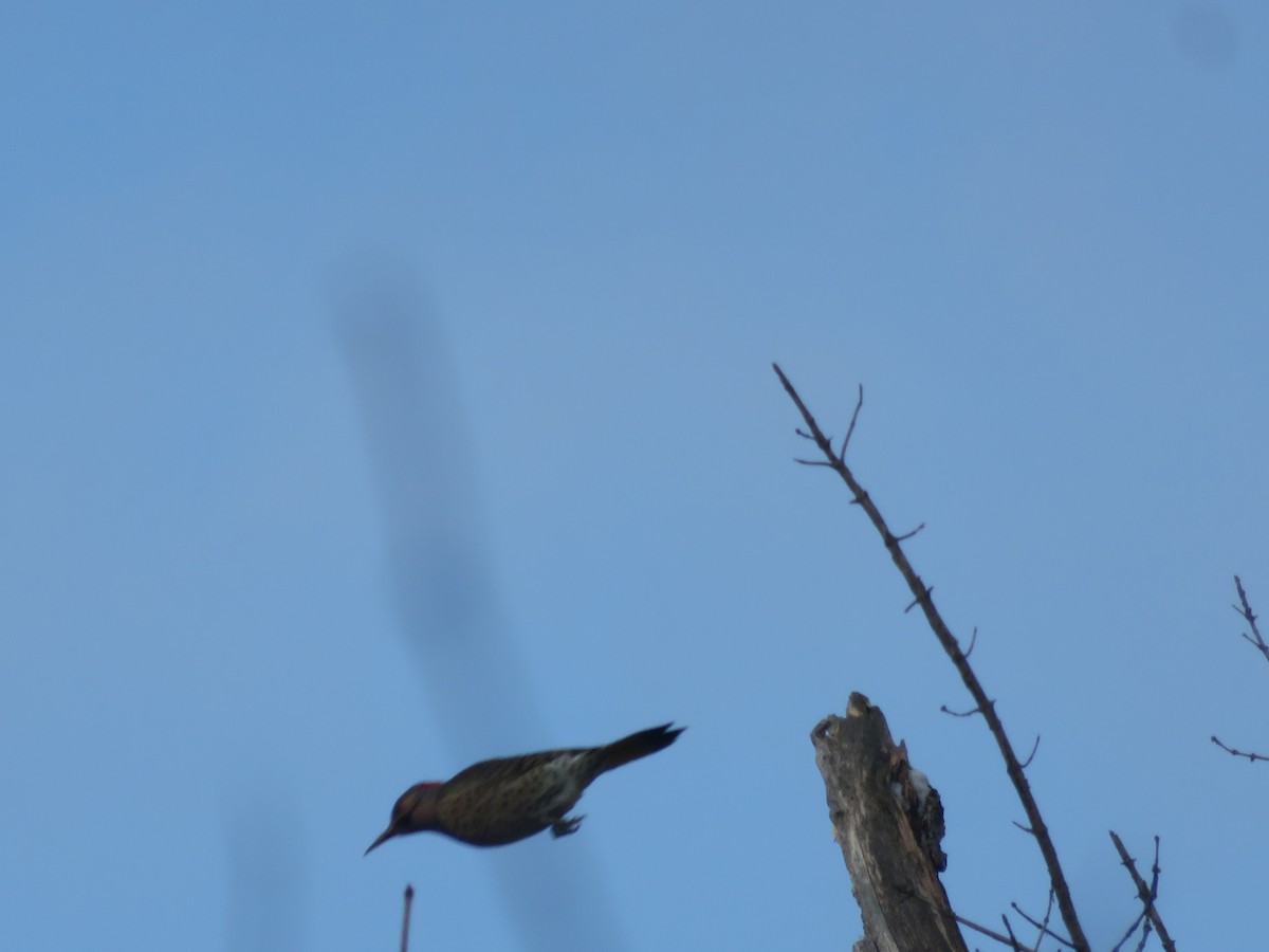 Northern Flicker - ML646948591