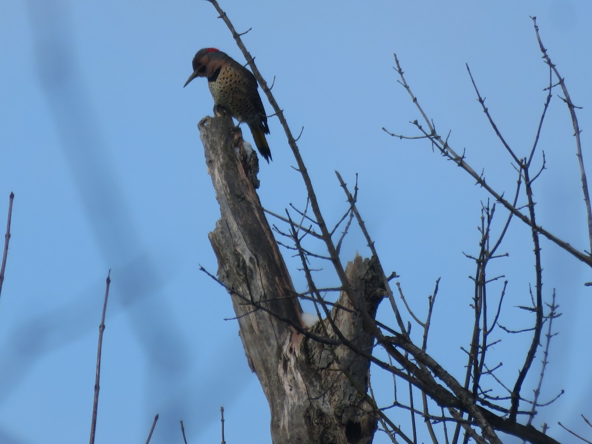 Northern Flicker - ML646948592