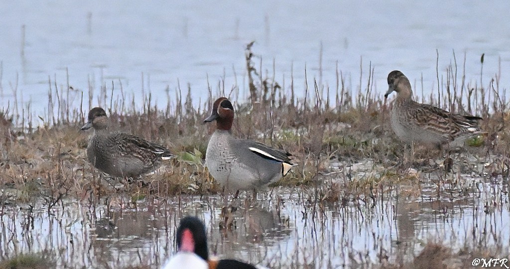 Green-winged Teal - ML646948594