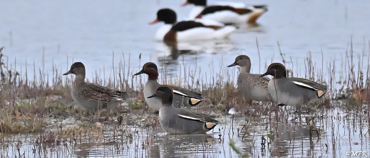 Green-winged Teal - ML646948595