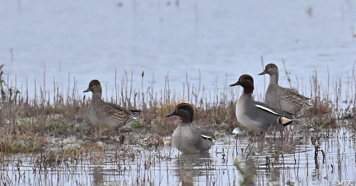 Green-winged Teal - ML646948596