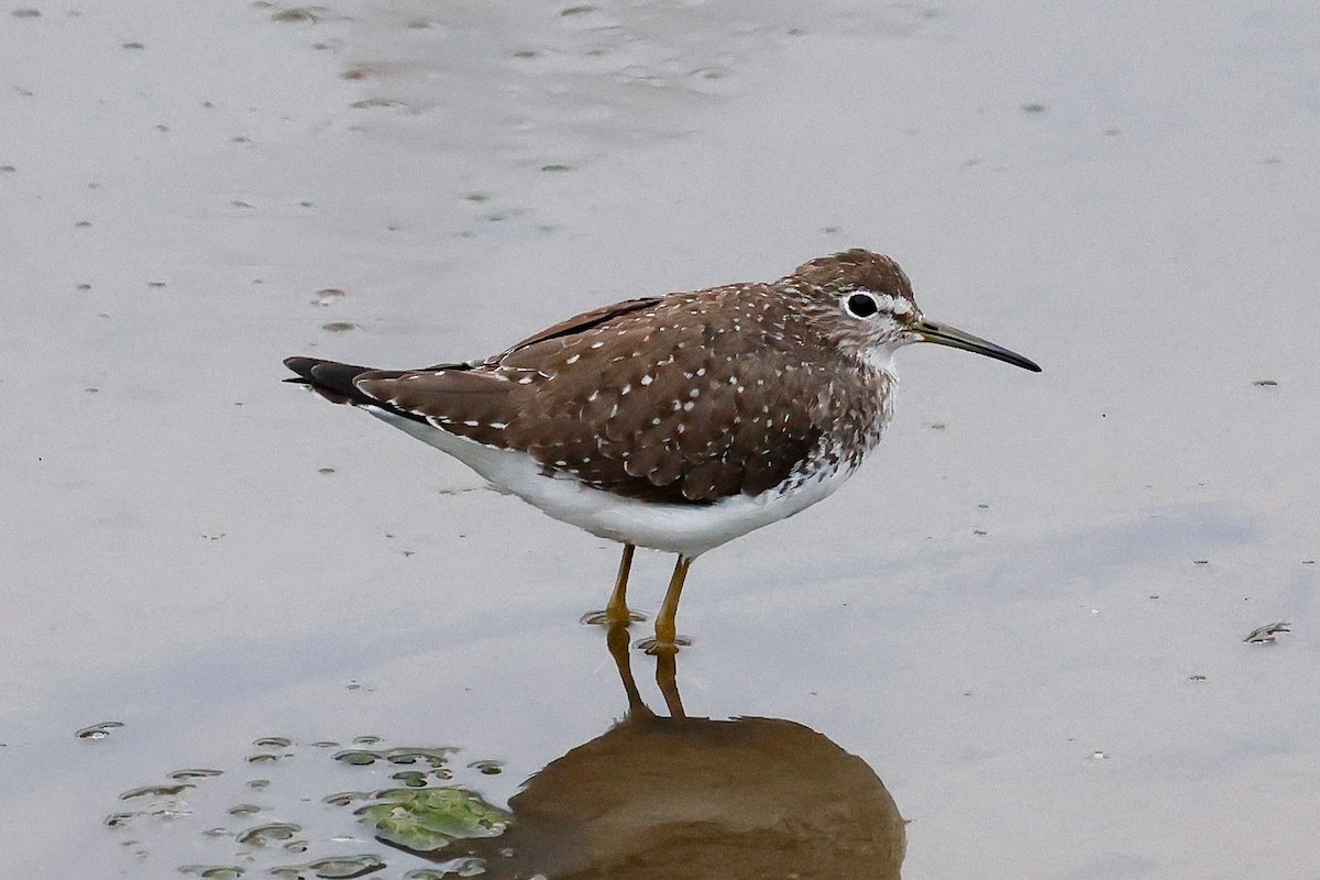 Solitary Sandpiper - ML646948599