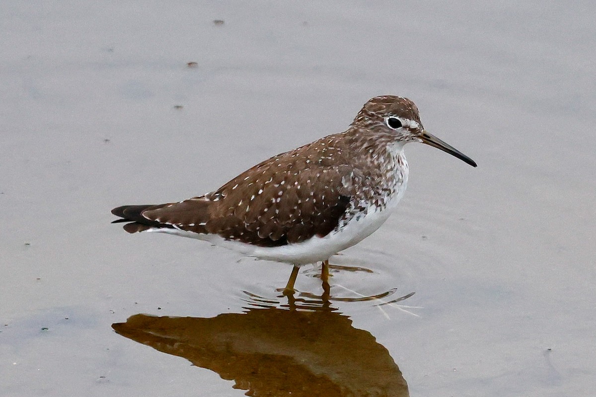 Solitary Sandpiper - ML646948600