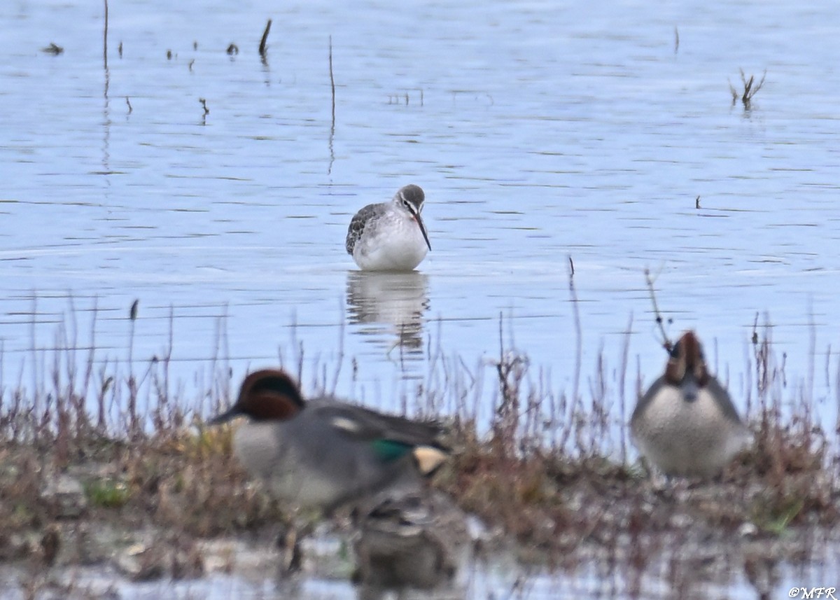 Spotted Redshank - ML646948606