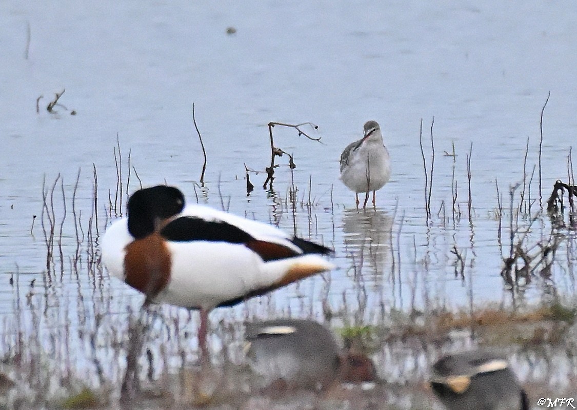 Spotted Redshank - ML646948607