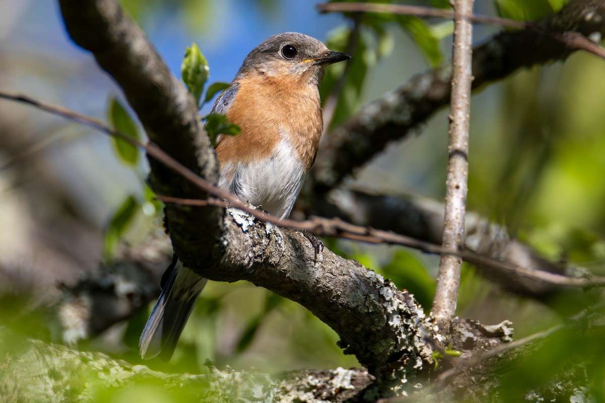 Eastern Bluebird - ML646948608