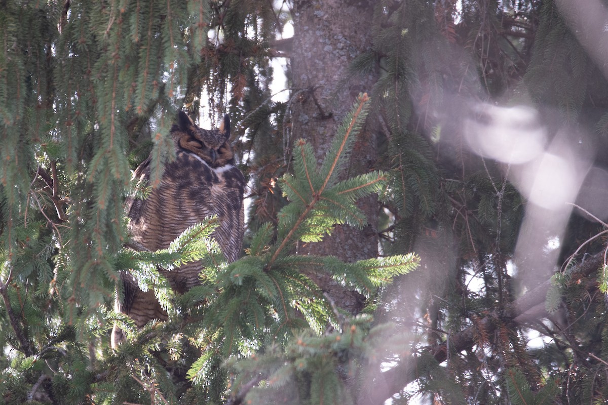 Great Horned Owl - ML646948610