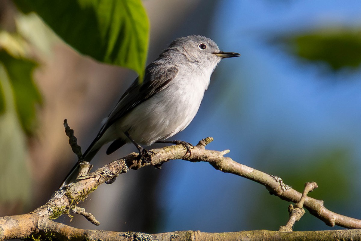 Blue-gray Gnatcatcher - ML646948612