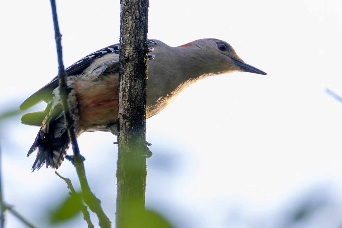 Red-bellied Woodpecker - ML646948613