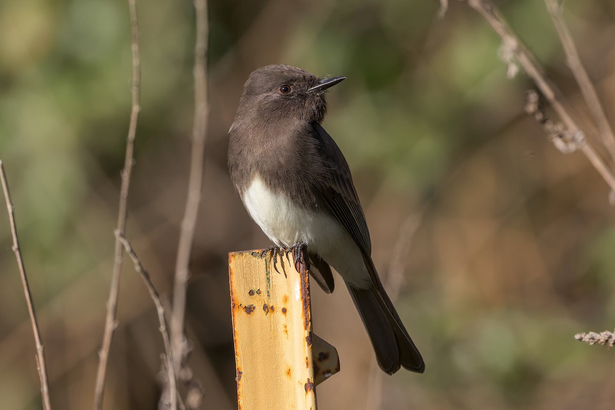 Чёрный фиби - ML646948614