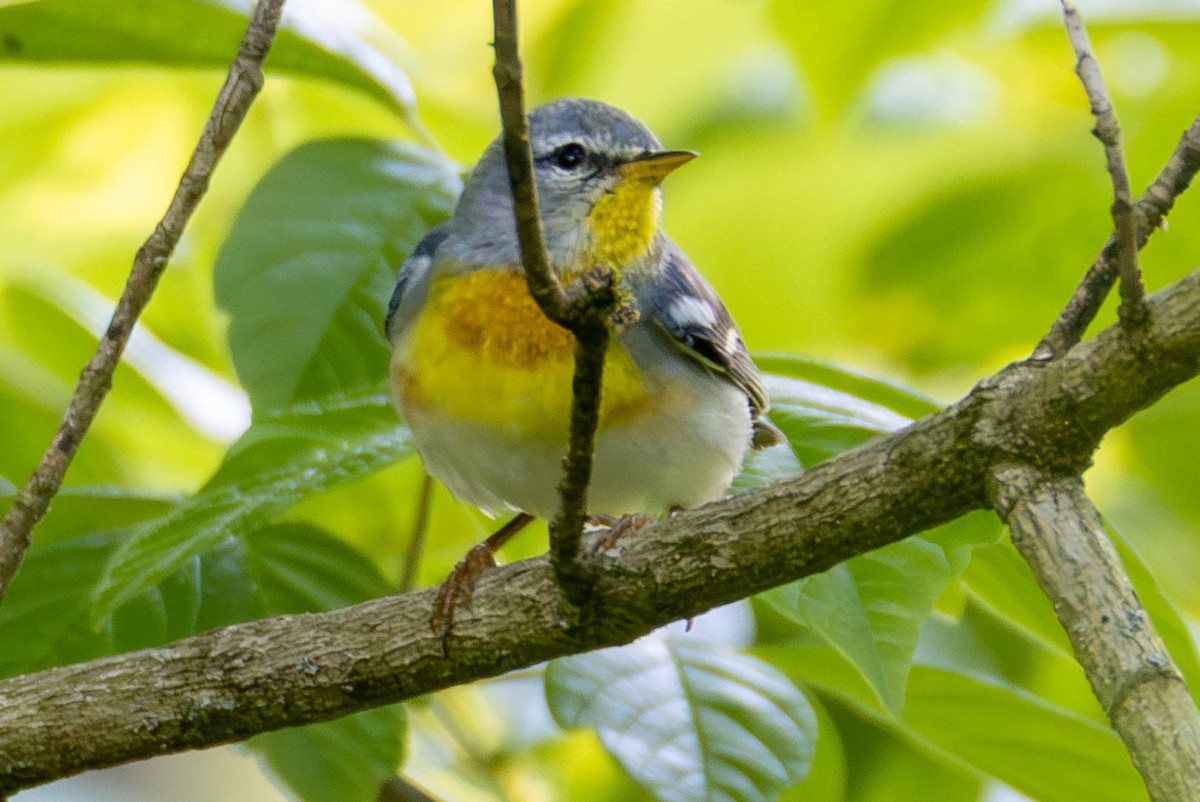Northern Parula - ML646948623