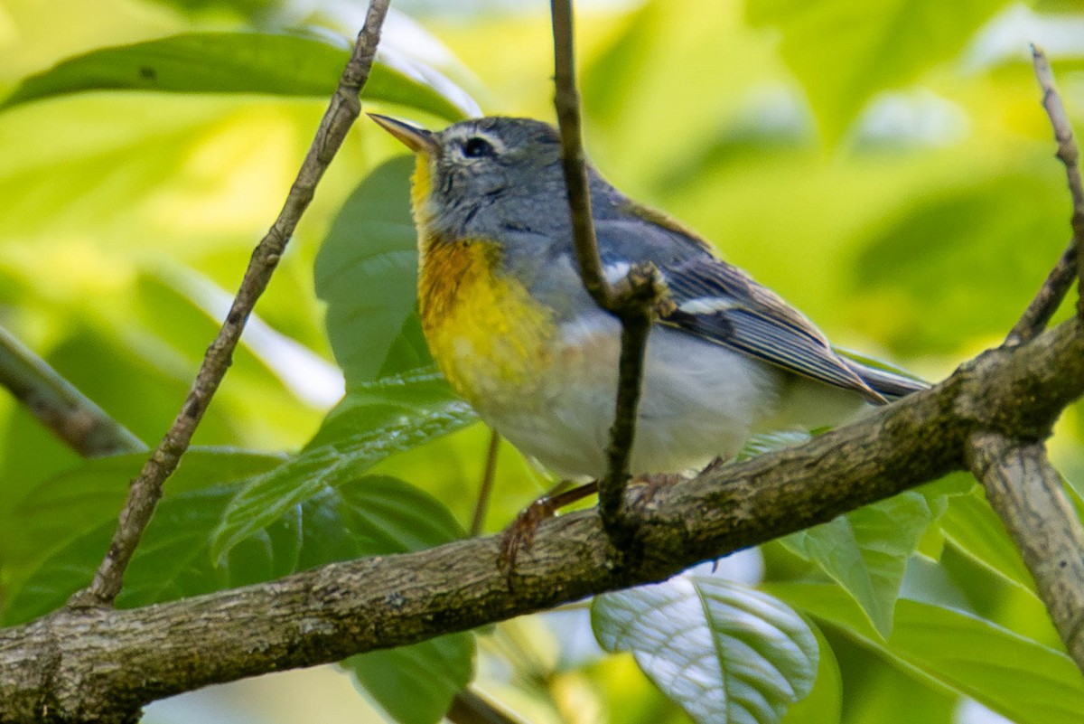 Northern Parula - ML646948624