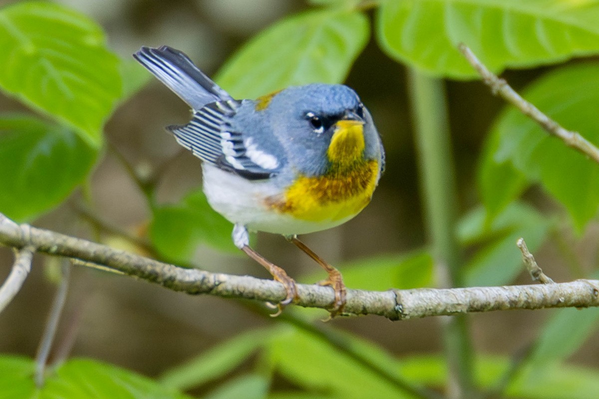 Northern Parula - ML646948625