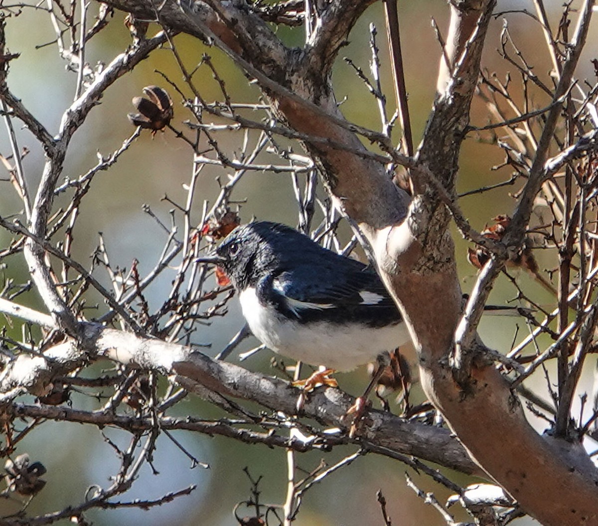 lesňáček modrohřbetý - ML646948626