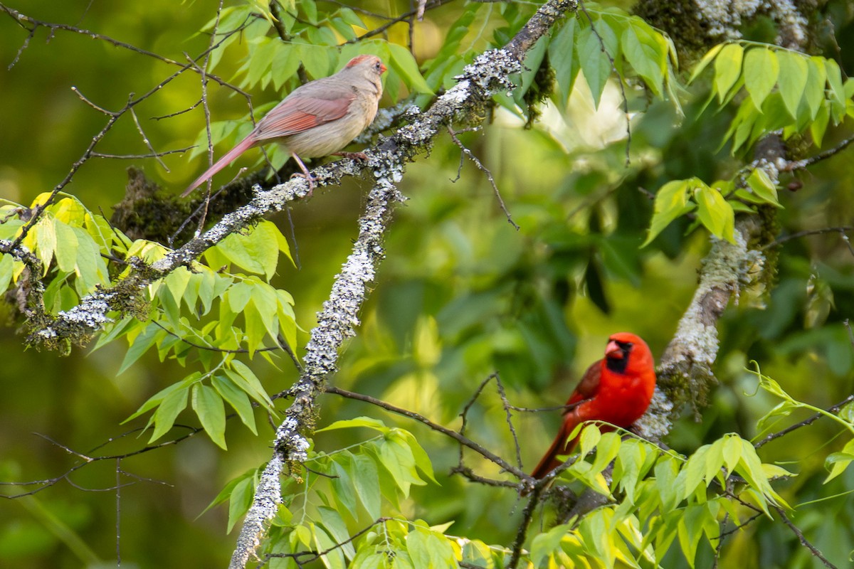 Northern Cardinal - ML646948633
