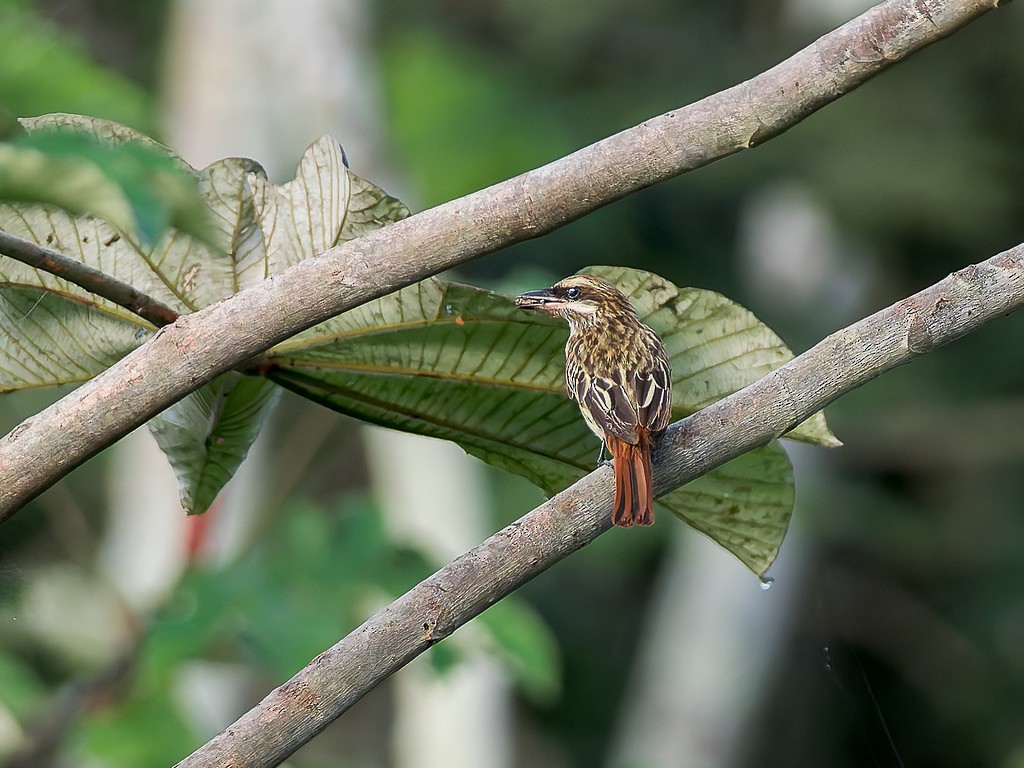 Streaked Flycatcher - ML646948635