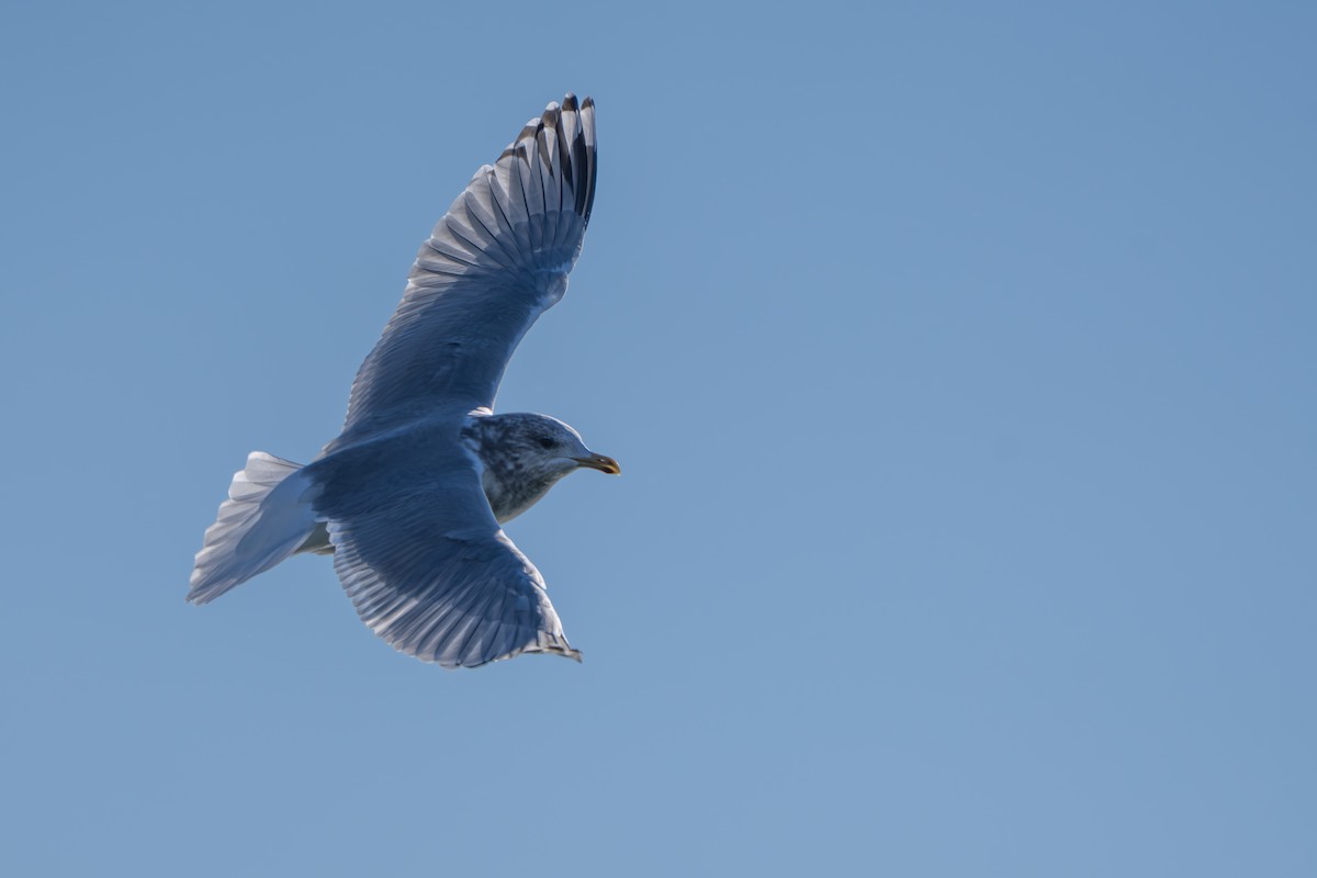 Iceland Gull (Thayer's) - ML646948636