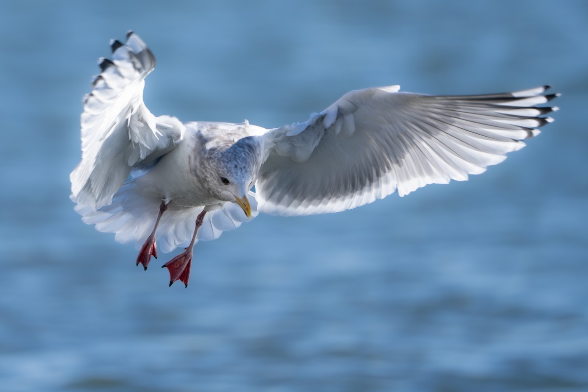 Iceland Gull (Thayer's) - ML646948637
