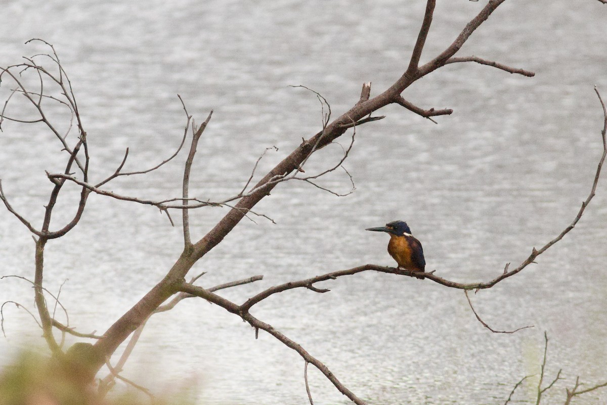 Azure Kingfisher - ML646948638