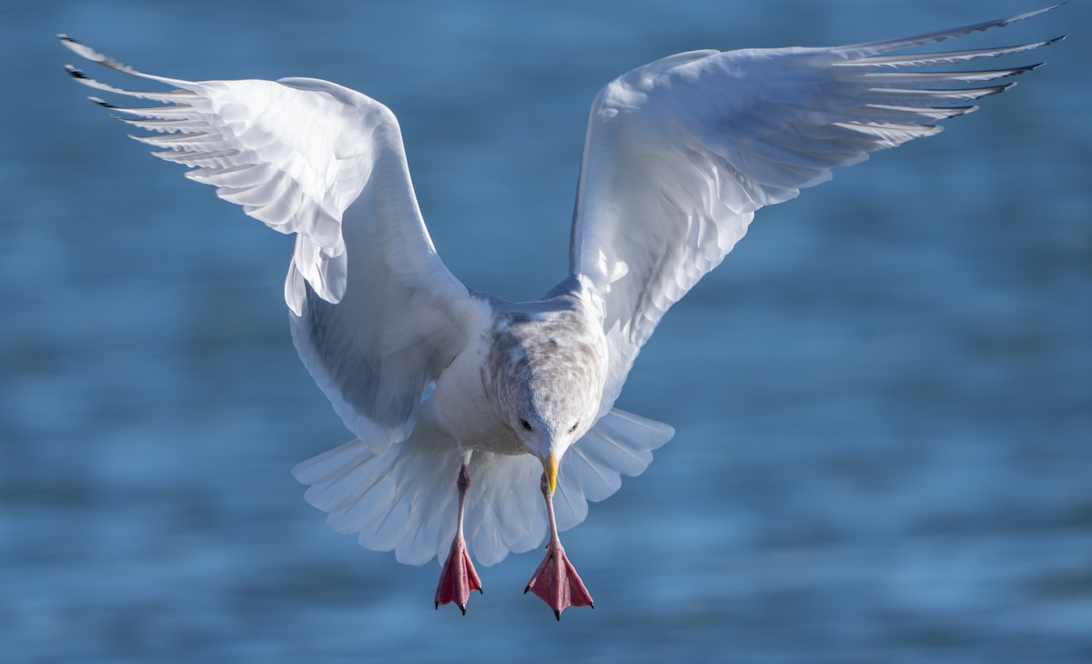 Iceland Gull (Thayer's) - ML646948639