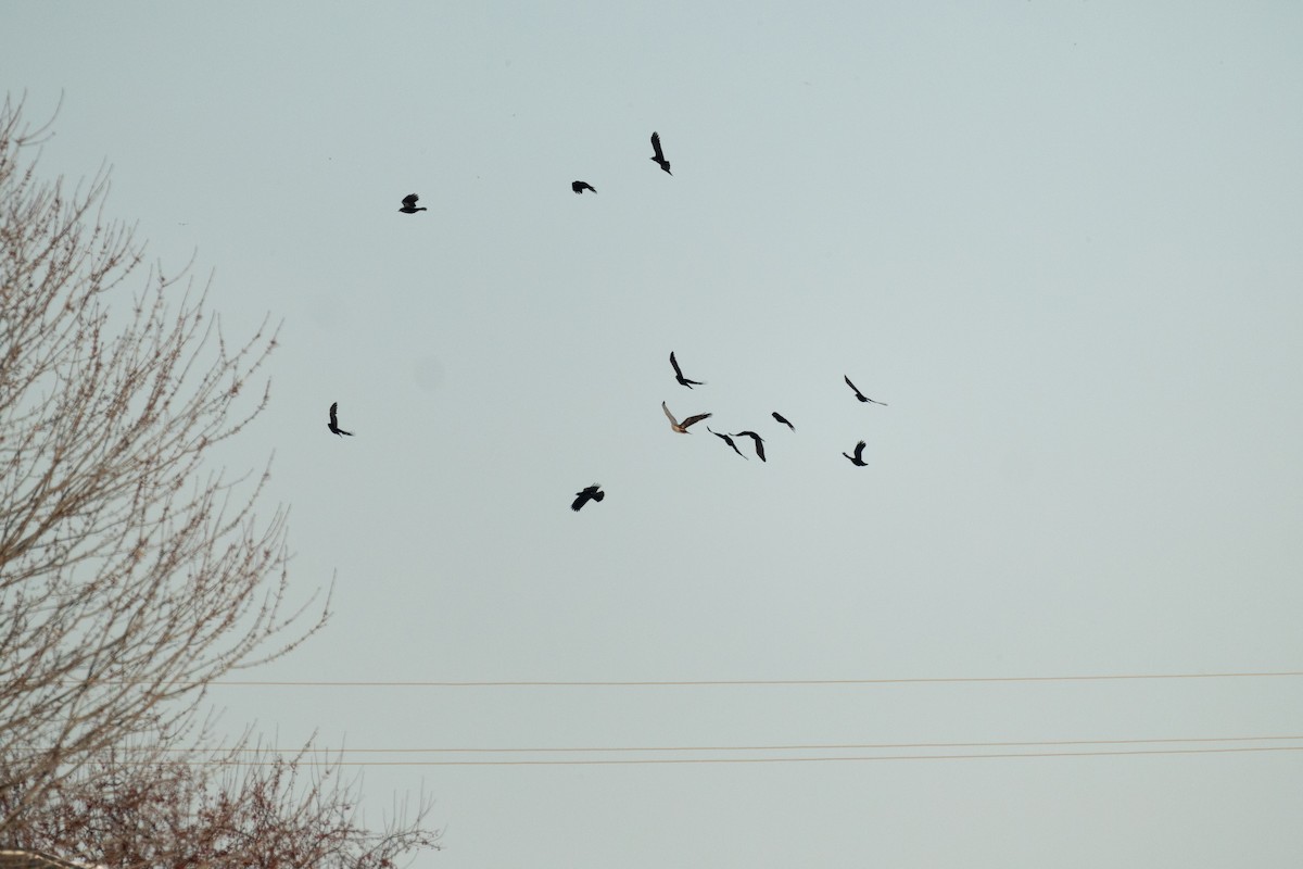 American Crow - ML646948640
