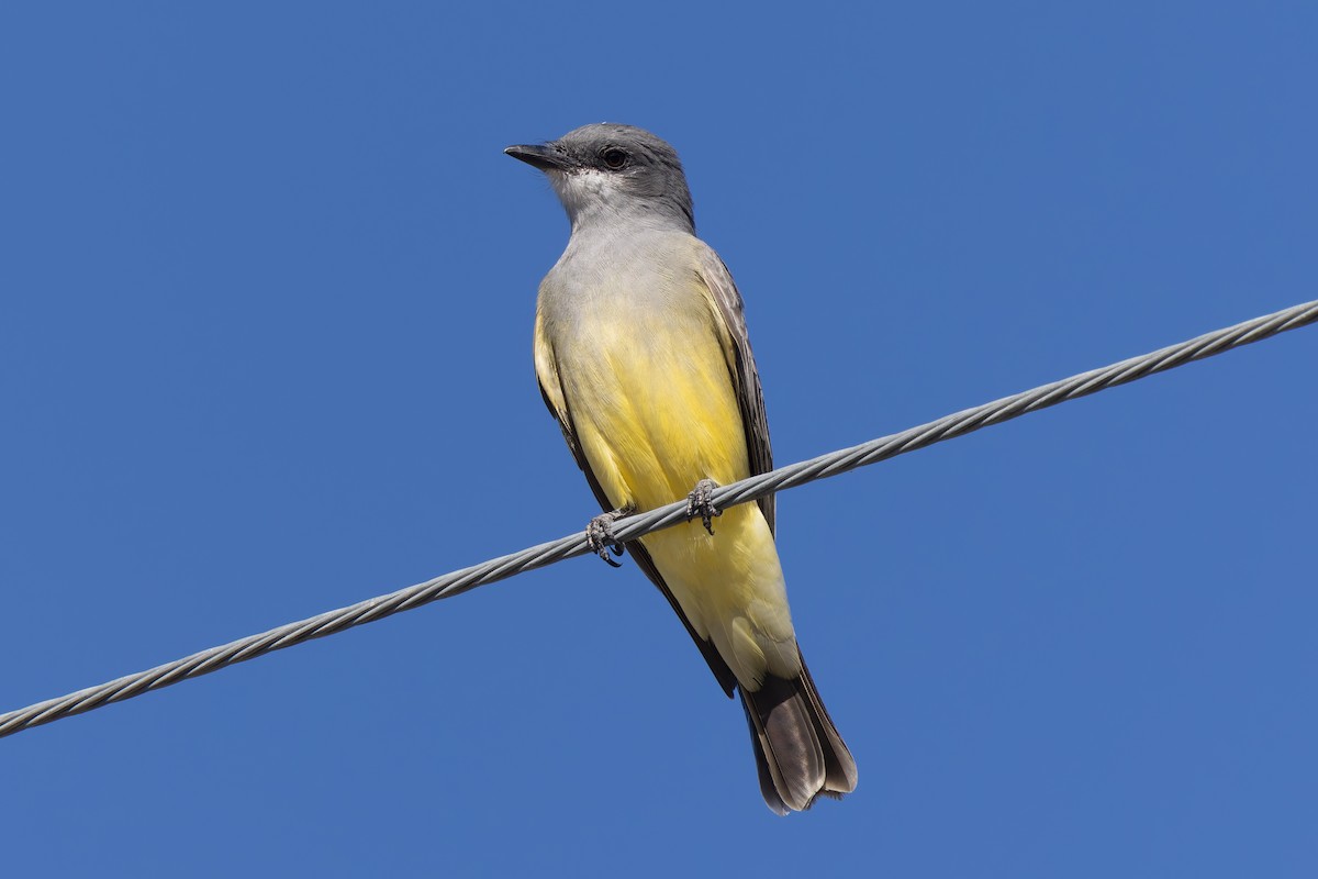 Серогрудый тиранн - ML646948641