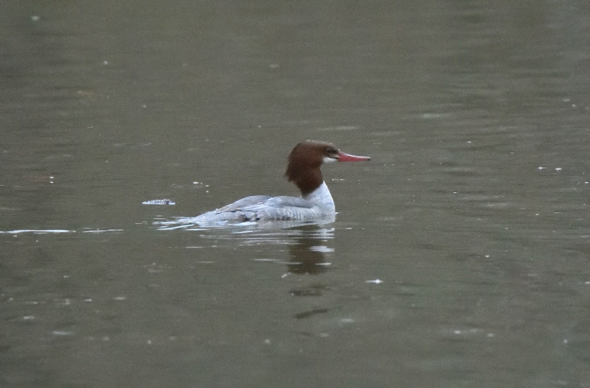Common Merganser - ML646948642