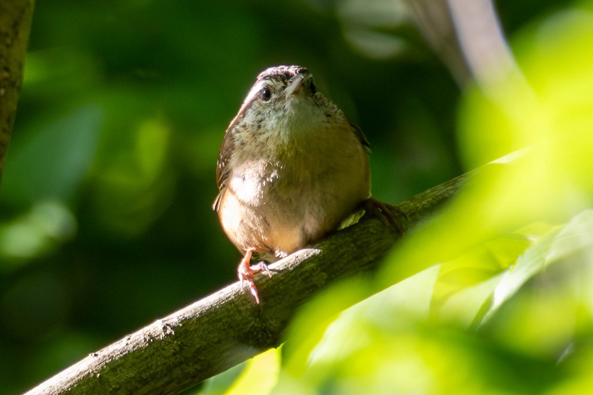 Carolina Wren - ML646948643