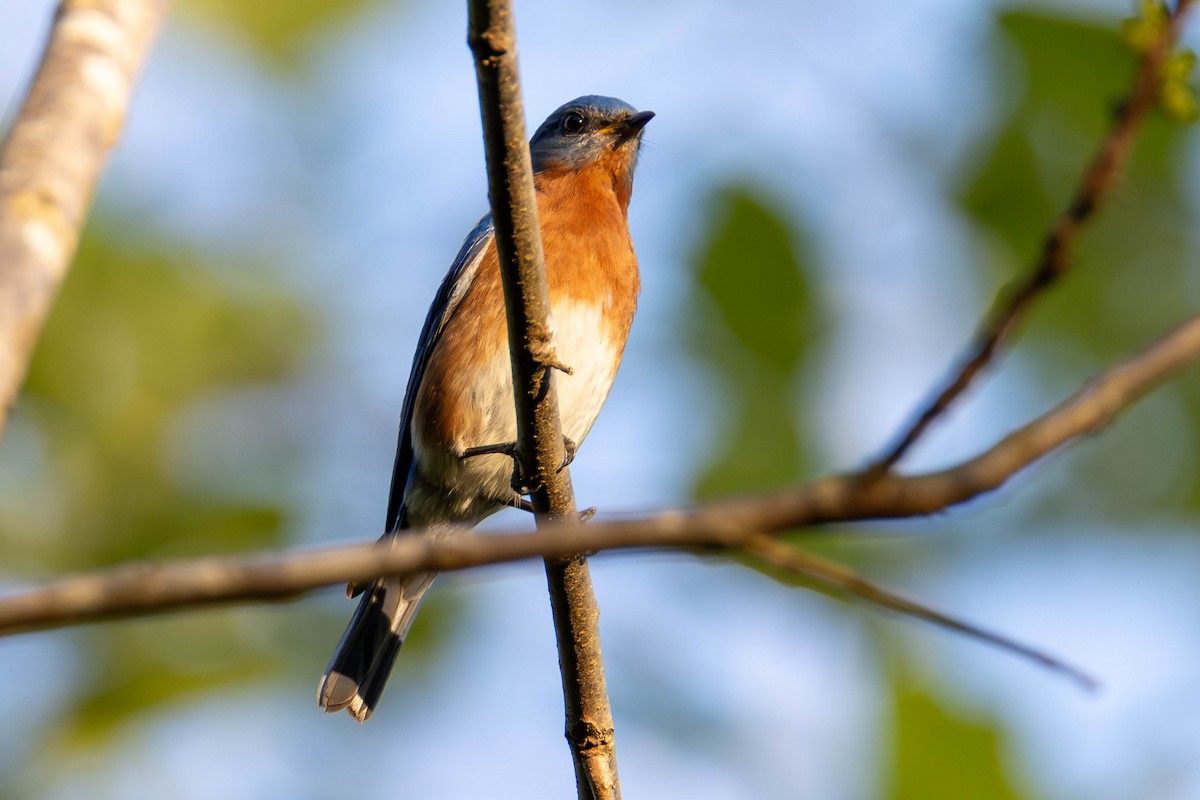 Eastern Bluebird - ML646948644