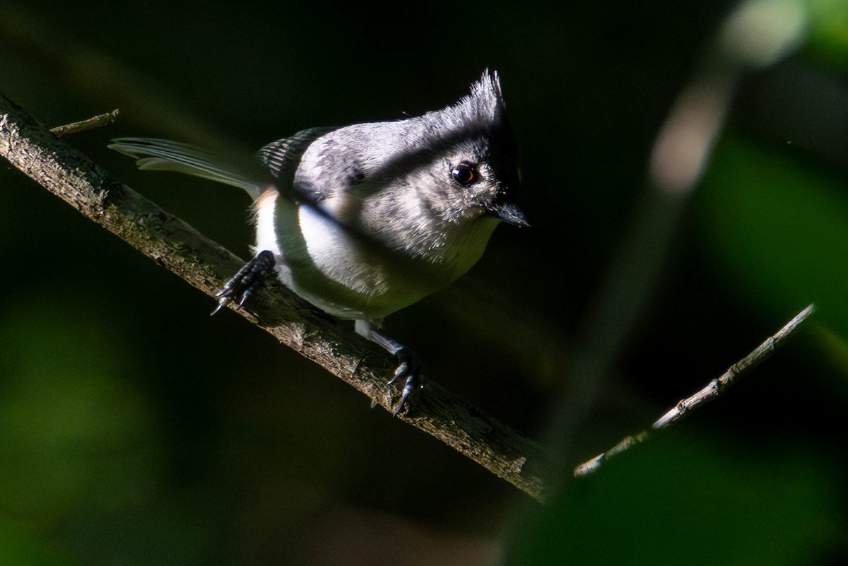 Tufted Titmouse - ML646948647