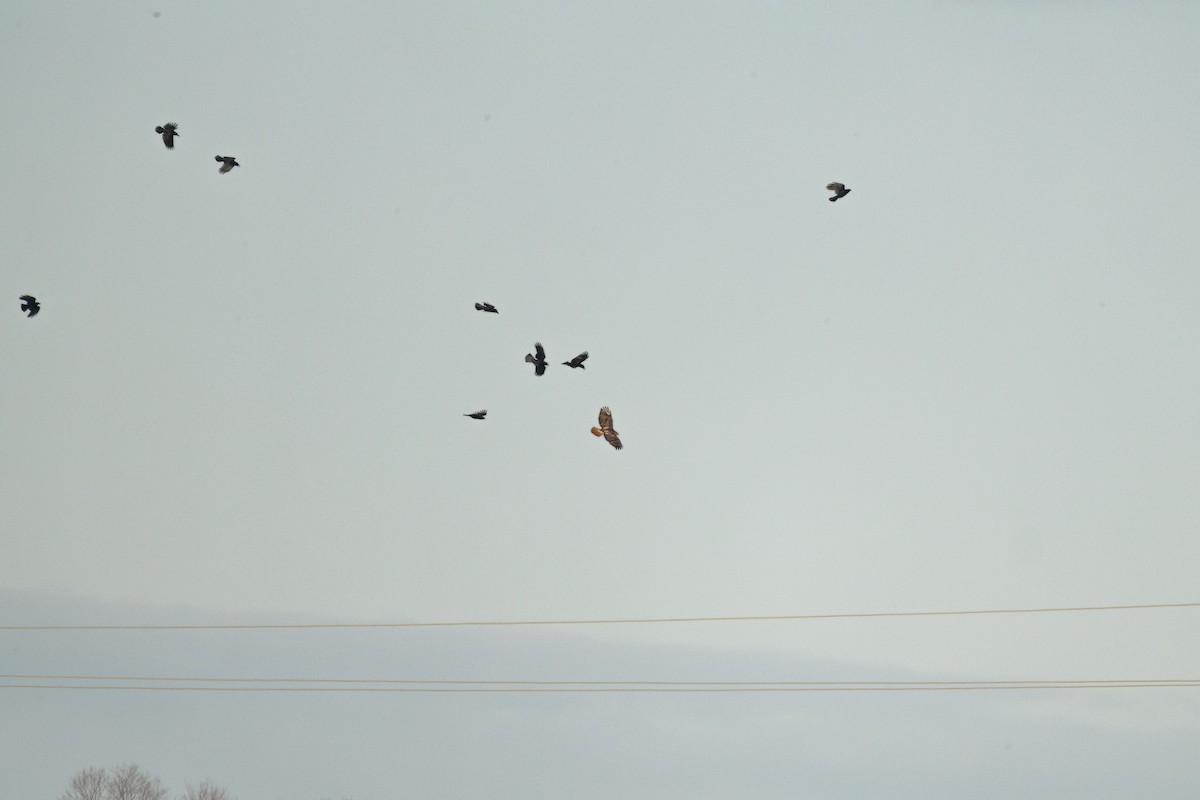 Red-tailed Hawk - ML646948648