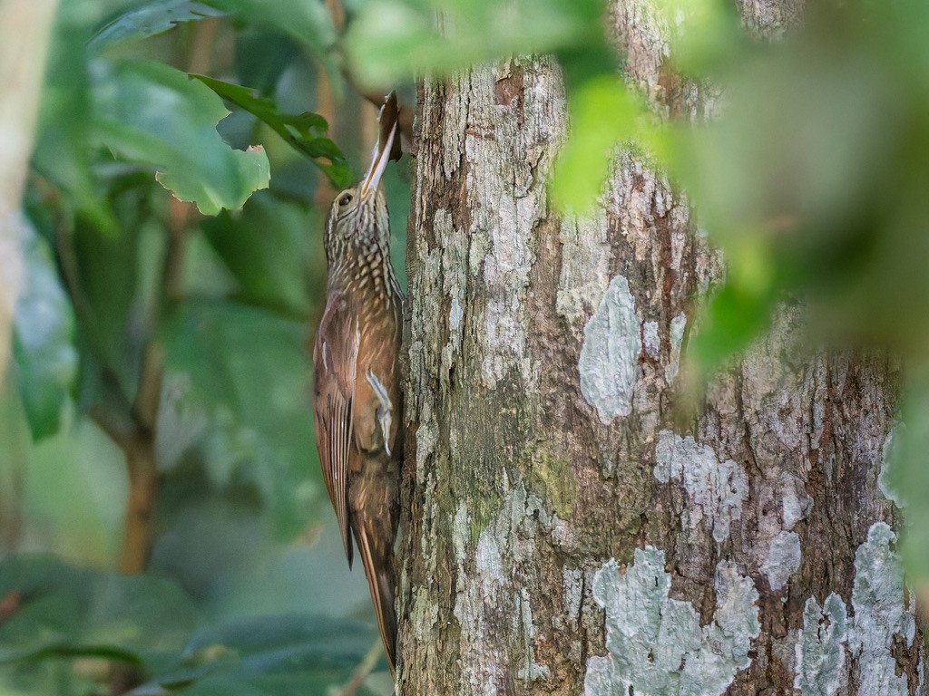 Zimmer's Woodcreeper - ML646948649