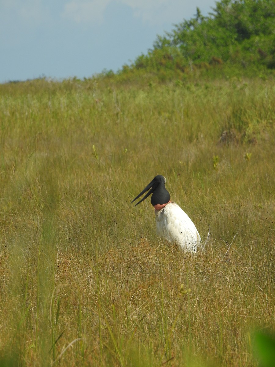 jabirustork - ML646948650